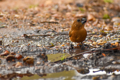 Cyanoloxia brissonii