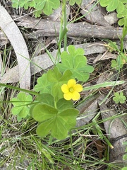 Oxalis perennans