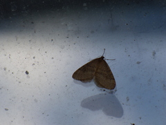 Operophtera bruceata