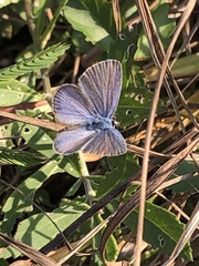 Hemiargus ceraunus