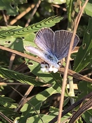 Hemiargus ceraunus