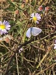 Hemiargus ceraunus
