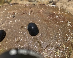 Nerita atramentosa