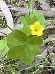 Oxalis perennans