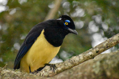 Cyanocorax chrysops
