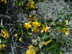 Berberis montana