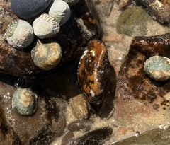 Bembicium nanum