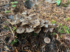 Mycena maculata