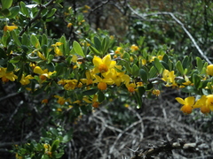 Berberis montana