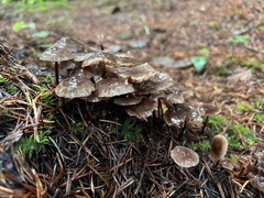 Mycena maculata