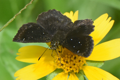 Staphylus ascalaphus