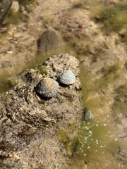 Bembicium nanum