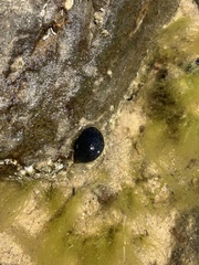 Nerita atramentosa