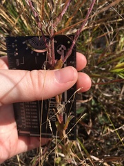 Carphephorus tomentosus