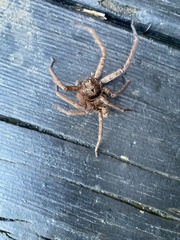 Heteropoda jugulans