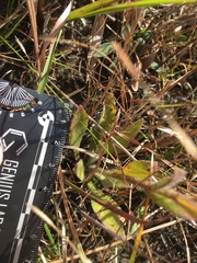 Carphephorus tomentosus