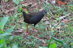 Pardirallus nigricans