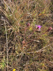 Carphephorus tomentosus