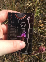 Carphephorus tomentosus