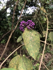 Callicarpa formosana formosana