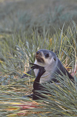 Arctocephalus gazella