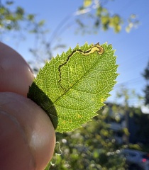 Stigmella anomalella