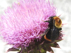 Bombus bellicosus