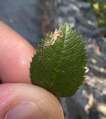 Stigmella anomalella