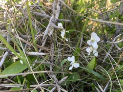 Viola cunninghamii