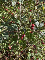 Stigmella anomalella
