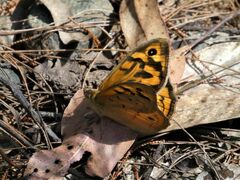 Heteronympha merope
