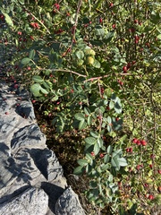 Stigmella anomalella