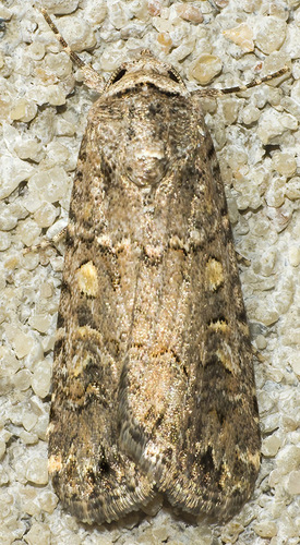 Beet Armyworm Moth