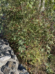 Stigmella anomalella