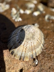 Cellana tramoserica