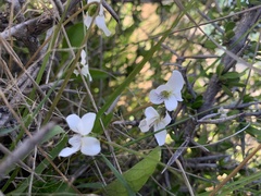 Viola cunninghamii