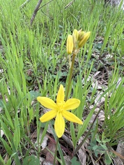 Bulbine bulbosa