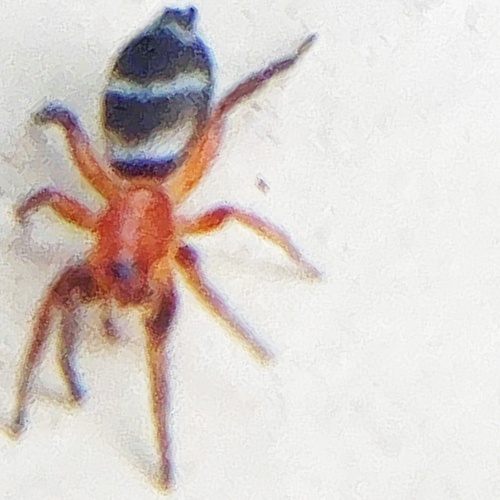 Sergiolus minutus