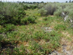 Astragalus pomonensis