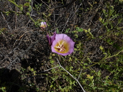 Calochortus plummerae