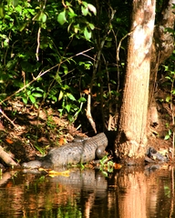 Crocodylus moreletii