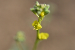 Brassica napus