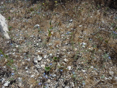 Chorizanthe parryi parryi