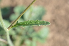Brassica napus