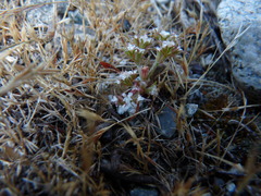 Chorizanthe parryi parryi