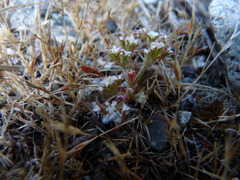 Chorizanthe parryi parryi