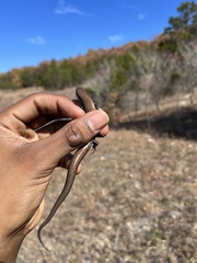 Plestiodon anthracinus