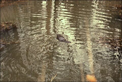 Ornithorhynchus anatinus