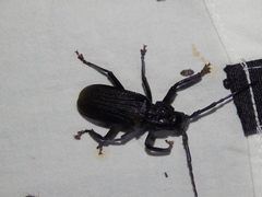 Aulacopus reticulatus