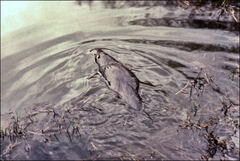 Ornithorhynchus anatinus